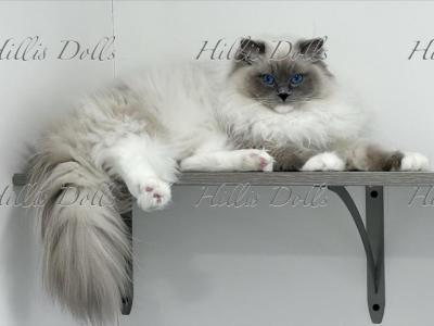 Health Tested X Passed - Ragdoll - Gallery Photo #1