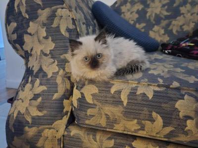 Chocolate Point Munchkin Female Kitten - Munchkin - Gallery Photo #1