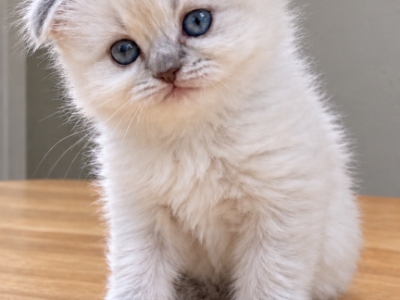 Princess White And Blue - Scottish Fold - Gallery Photo #1