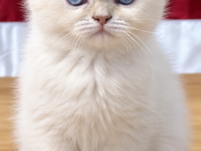 Lioness - British Shorthair - Gallery Photo #1