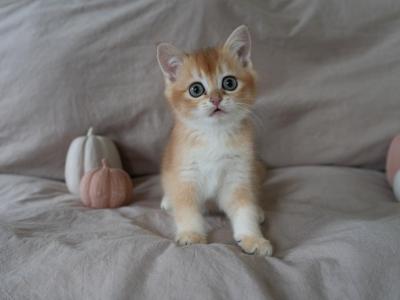 Benny - British Shorthair - Gallery Photo #1