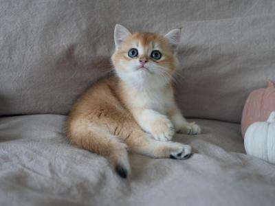 Grayson - British Shorthair - Gallery Photo #1