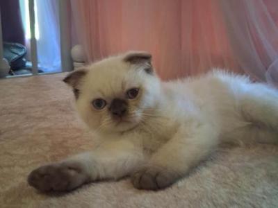 Nike - Scottish Fold - Gallery Photo #1