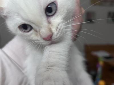 Fluffy - Domestic - Gallery Photo #1
