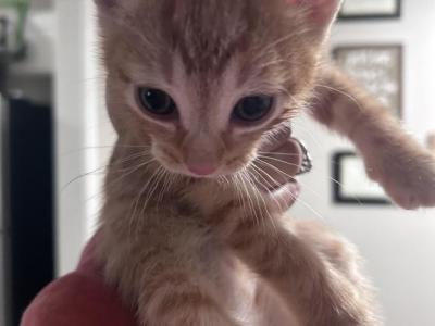 Tiger - Domestic - Gallery Photo #1