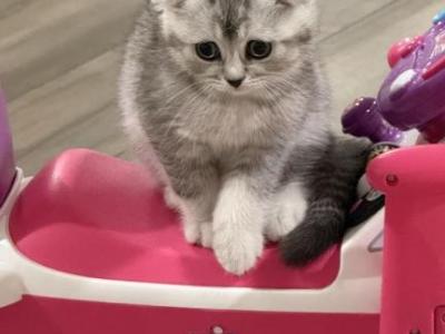 Rocky - Scottish Fold - Gallery Photo #1