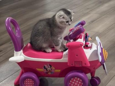 Rocky - Scottish Fold - Gallery Photo #1