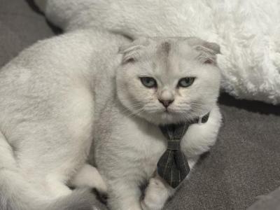 Two Scottish Folds Left - Scottish Fold - Gallery Photo #1