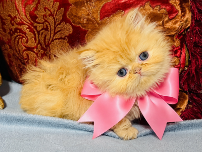 Light Pink Girl - Persian - Gallery Photo #1