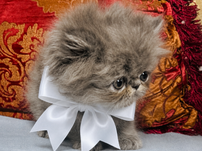 Blue Boy - Persian - Gallery Photo #1