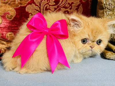 Bright Pink Girl - Persian - Gallery Photo #1