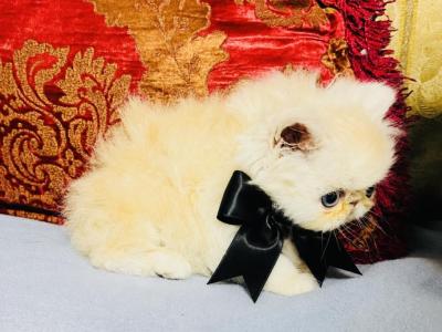 Cream Boy Black Ribbon - Persian - Gallery Photo #1