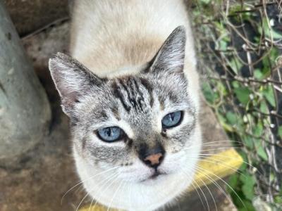 Princess - Siamese - Gallery Photo #1