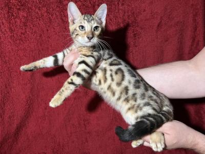 Mowgli - Bengal - Gallery Photo #1