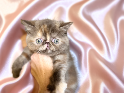Truffles CFA Exotic Persian - Exotic - Gallery Photo #1