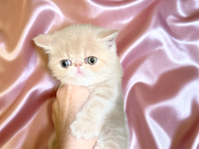 Carmela A CFA Exotic Persian - Exotic - Gallery Photo #1