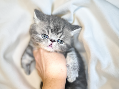 Blueberry A CFA Exotic Persian SH - Exotic - Gallery Photo #1