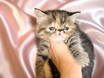 Jade A CFA Exotic Persian SH - Exotic - Gallery Photo #1