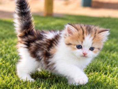 Long Hair Milo - British Shorthair - Gallery Photo #1
