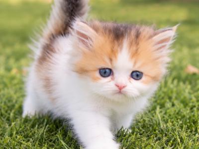 Long Hair Mara - British Shorthair - Gallery Photo #1