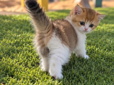 Jerry - British Shorthair - Gallery Photo #1