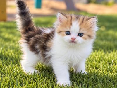 Long Hair Naum - British Shorthair - Gallery Photo #1