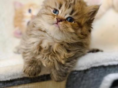Chocolate Spotted British Longhair - British Shorthair - Gallery Photo #1