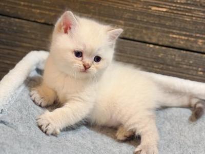 Color Point British Shorthair Boy - British Shorthair - Gallery Photo #1