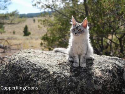 Jimbo - Maine Coon - Gallery Photo #1