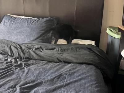 No Names As Yet - Domestic - Gallery Photo #1