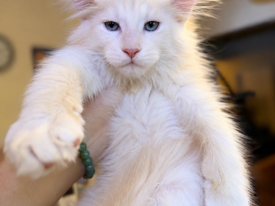 Peter Very Fluffy Cream Boy - Maine Coon - Gallery Photo #1