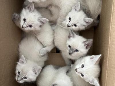 Available Kittens - Siamese - Gallery Photo #1