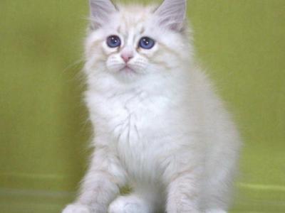 Ioann - Siberian - Gallery Photo #1