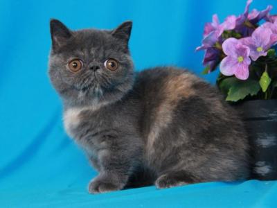 Natasha - Minuet - Gallery Photo #1