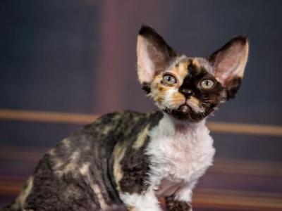 Karmen - Devon Rex - Gallery Photo #1