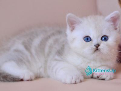 Karat - British Shorthair - Gallery Photo #1