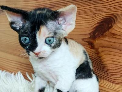 Black Tortie Female - Devon Rex - Gallery Photo #1