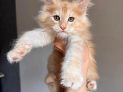 Taylor - Maine Coon - Gallery Photo #1