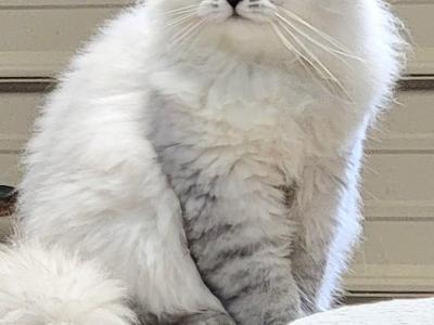 Silver Boy - Persian - Gallery Photo #1