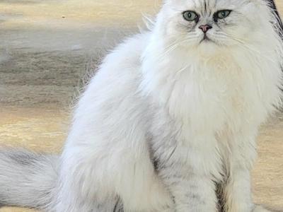 Shaded Silver Babies - Persian - Gallery Photo #1