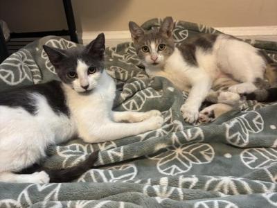 Siblings - American Shorthair - Gallery Photo #1