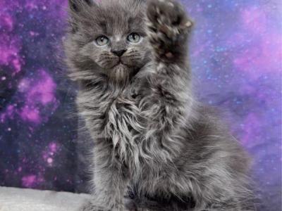Asuna Litter - Maine Coon - Gallery Photo #1
