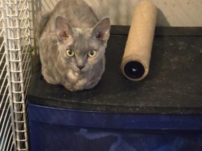 Lily - Devon Rex - Gallery Photo #1