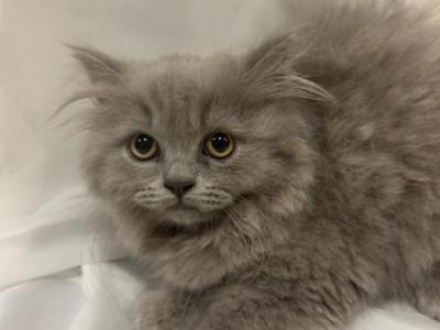 Teddy - British Shorthair - Gallery Photo #1
