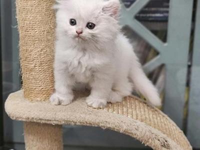 Snowflake - Persian - Gallery Photo #1