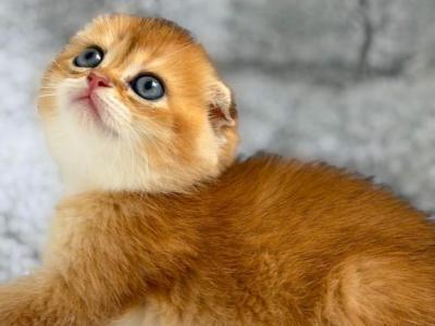Scottish Fold Golden Young Male - Scottish Fold - Gallery Photo #1