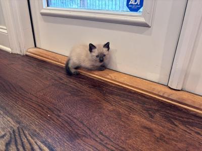 Sugar Plum Princess - Siamese - Gallery Photo #1