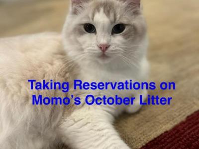 OCTOBER LITTER COMING SOON - Ragdoll - Gallery Photo #1