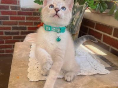 Beautiful Siamese Kittens - Siamese - Gallery Photo #1