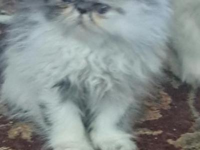 ABIGAIL - Persian - Gallery Photo #1